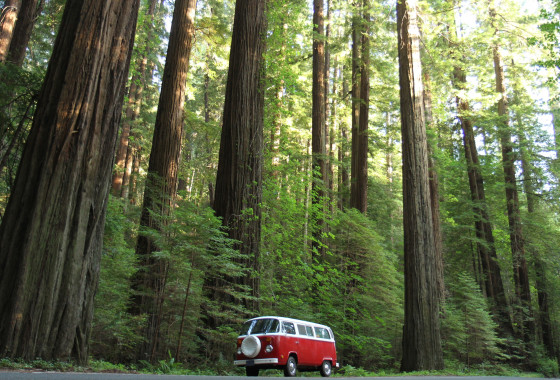 Avenue of the Giants