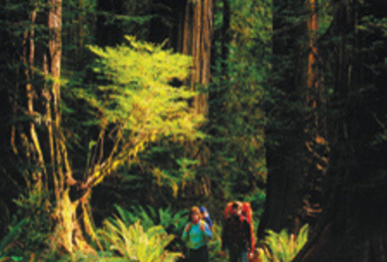 Hiking in the Redwoods