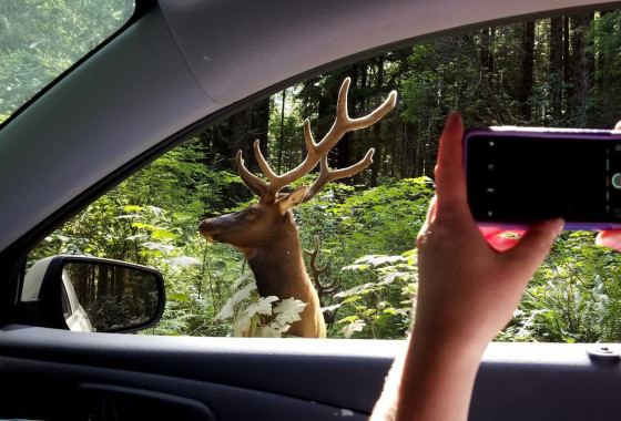 Birding and Wildlife