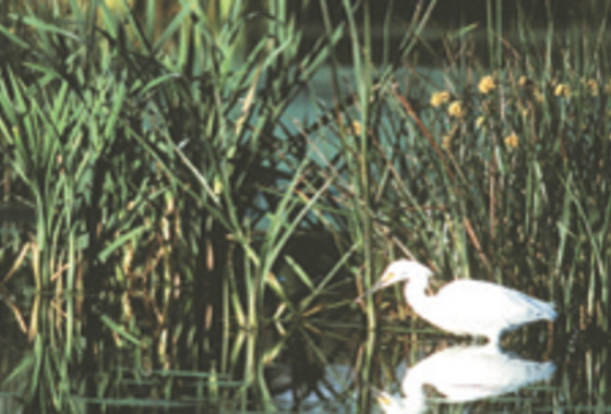 Snowy Egret in Arcata Marsh