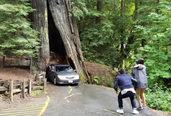 Shrine drive-thru tree