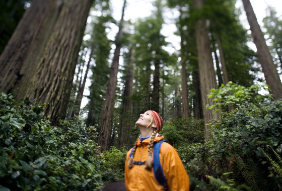 Best Redwood Hikes