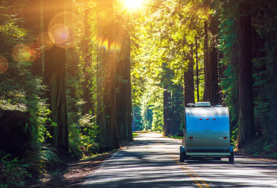 Camping in the Redwoods