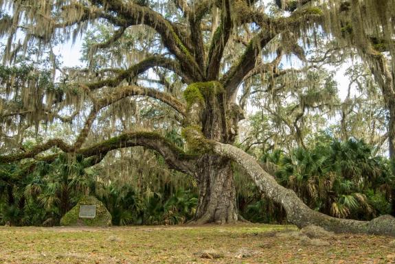 The Haunted Story Of Fairchild Oak Fairchild Oak 2 Ffa34b2b 4da2 49df A4a1 C64629737981 Jpg