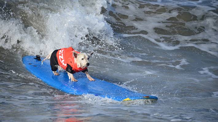 Hang 20 Surf City Dog Compeion Heats Up Huntington Beach Every Year Salty Dogs Join The Ocean Action In Surf City Dog Scsd At Huntington Beach
