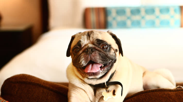 Pet Friendly Hotels In Huntington Beach