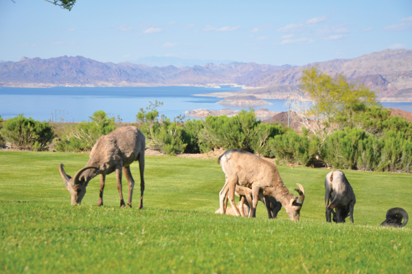 big horn sheep Boulder City