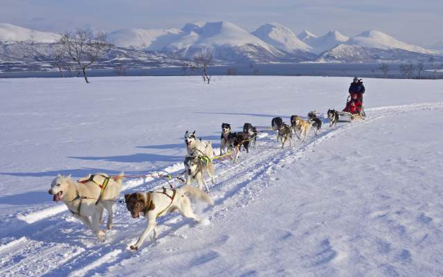 Dog sledding in the winter landscape on Kvaløya