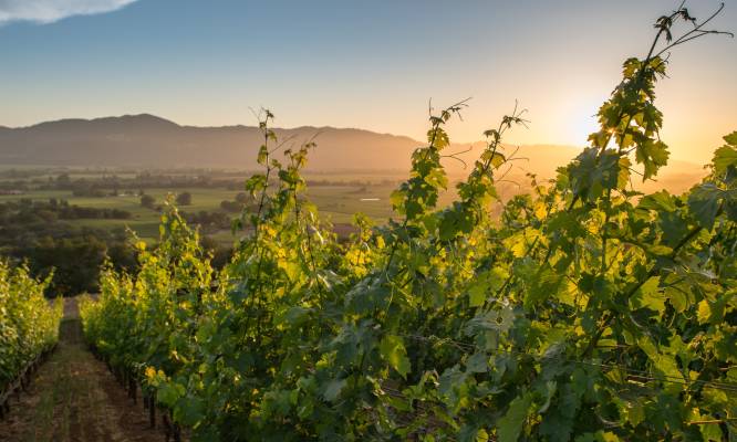 Vegetarian Friendly Restaurants In The Napa Valley Visit The Visit Napa Valley Blog