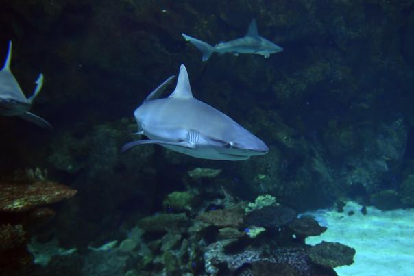 Mandalay Bay Shark Reef