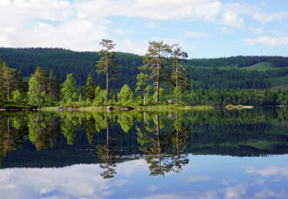 Vesleflåtan, Krokskogen