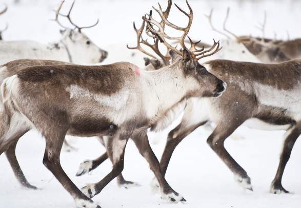 En flokk med reinsdyr på Finnmarksvidda