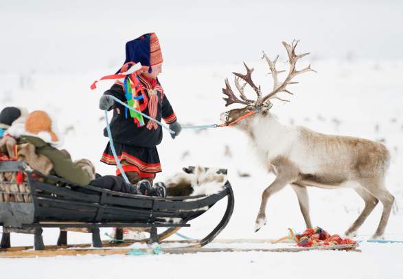 To personer på reinsdyrkjøring med sameguide i Kautokeino