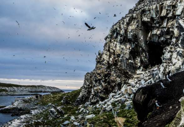 Seabirds at the Hornøya island in Varanger