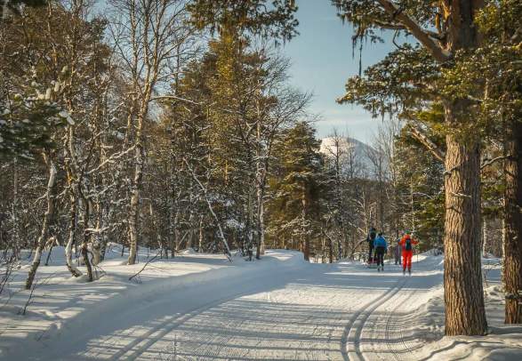 People cross-country skiing in the forest at Bjorli, Lesja, Eastern Norway