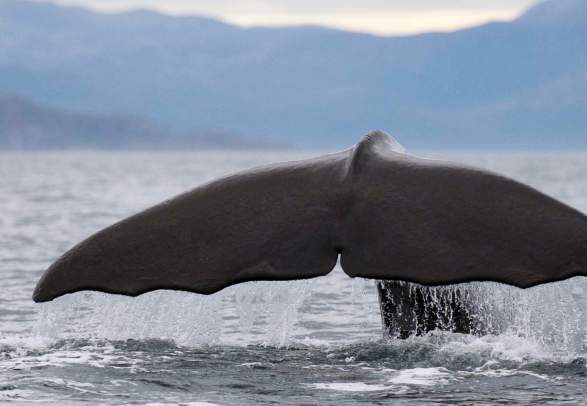 The tail of a whale outside Vesterålen in Northern Norway