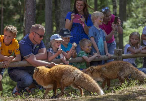 A group of people watching two foxes in the Bear park (Bjørneparken) in Flå in Hallingdal, Eastern Norway