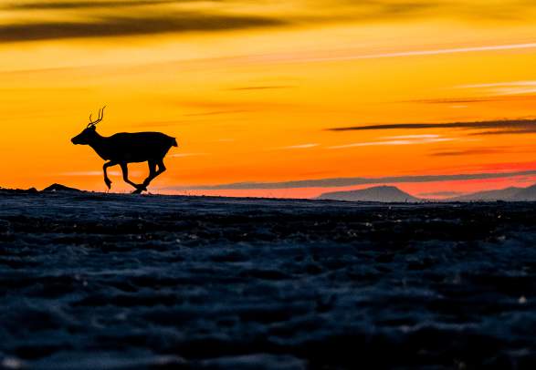 Finnmarksvidda, Finnmark