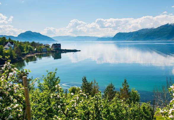 Fruit trees and the Hardangerfjord surrounded by mountains and green fields