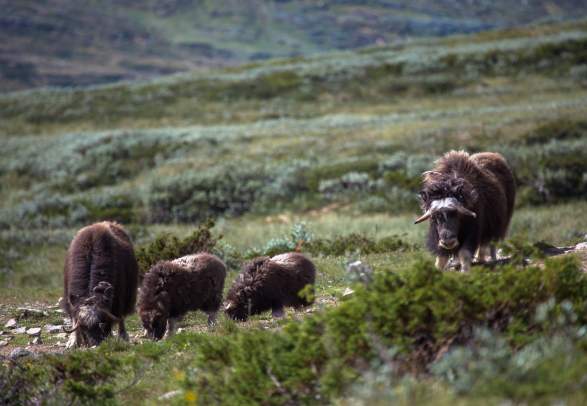 Musk oxen in the Dovrefjell mountains, Eastern Norway