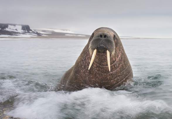 Walrus on the beach of Svalbard, Northern Norway
