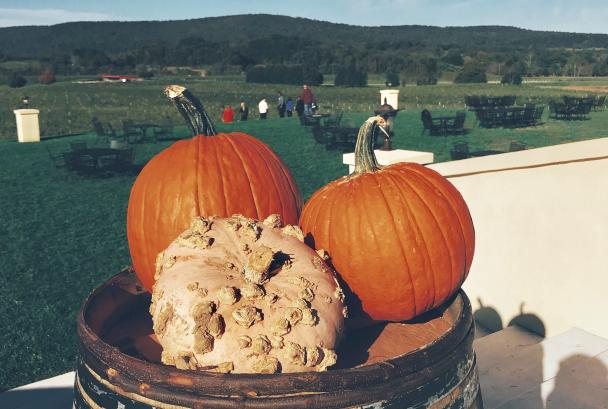 pumpkins at breaux