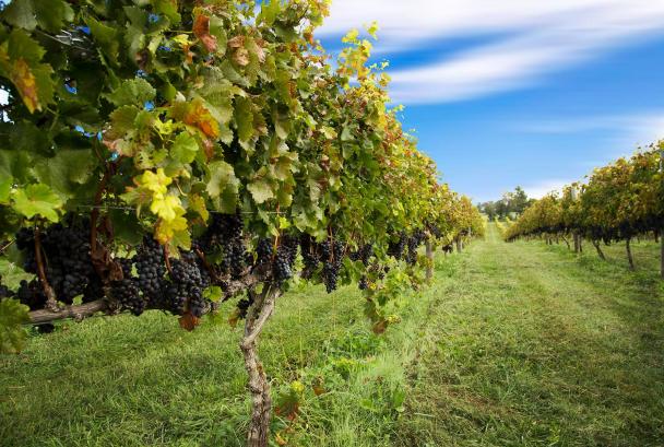 Tasting in the Vines