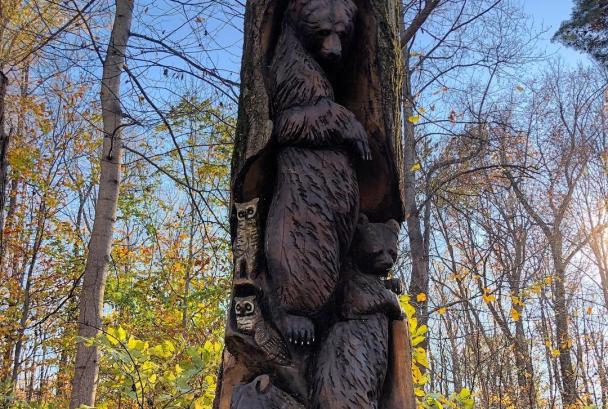 bear cropped