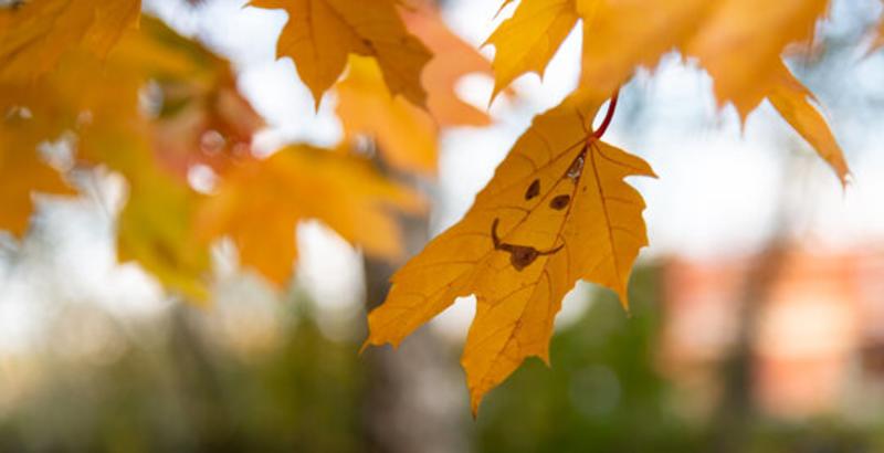 Family Fall Festival - Cover Photo