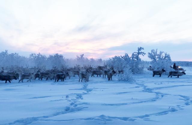 Reindeer in Finnmark