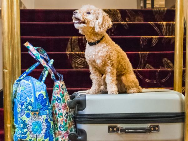 Pet Friendly Hotels In Fort Wayne Indiana Visit Fort Wayne Indiana Is Often Called A Family Friendly City This Includes Your Pets Too If You Re Thinking About Exploring And Staying