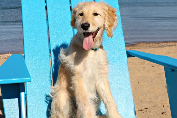 Dog Friendly Places In Traverse City Michigan Tell Us A Little About What You Do At Traverse City Tourism Since Being Adopted As The Unofficial Mascot Of Tct Office My Number One Job Is To Greet