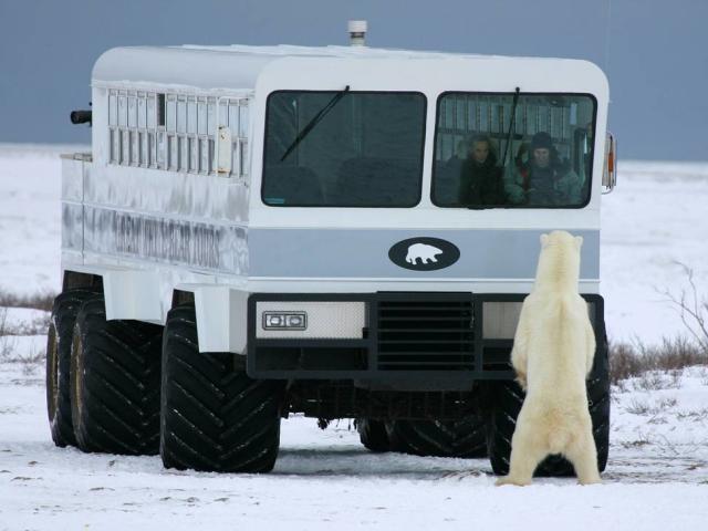 Ready your camera! Curious polar bears during Churchill Nature Tours