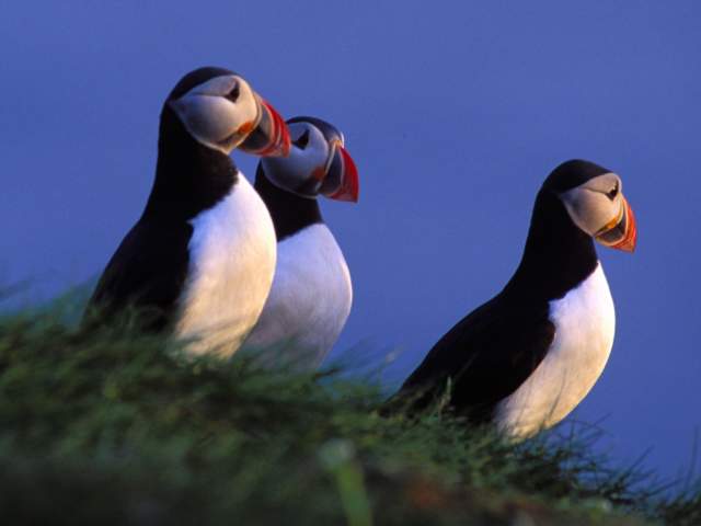 Birdwatching: Three Puffins at The North Cape, Northern Norway
