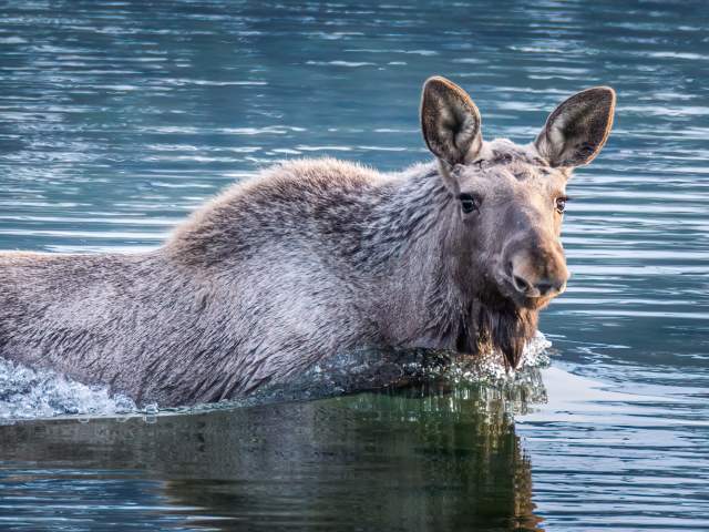 Moose swimming in the ocean in Vesterålen, Northern Norway