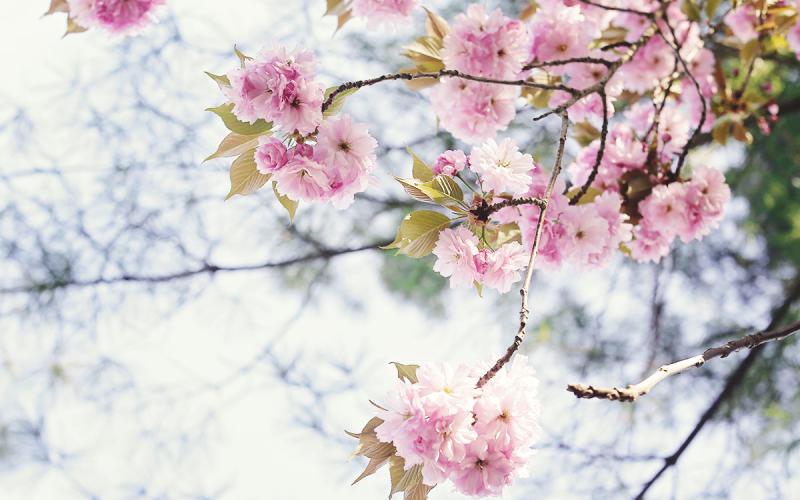 6 Picturesque Spots To Enjoy Howard County S Cherry Blossoms This April Since 2004 Howard County Has Been Home To A Growing Number Of Kwanzan Cherry Blossom Trees Date Over 1 800 Have Planted Thanks Blossoms