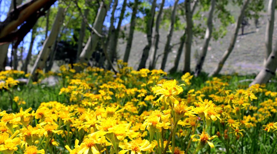 Twin Lakes Wildflowers