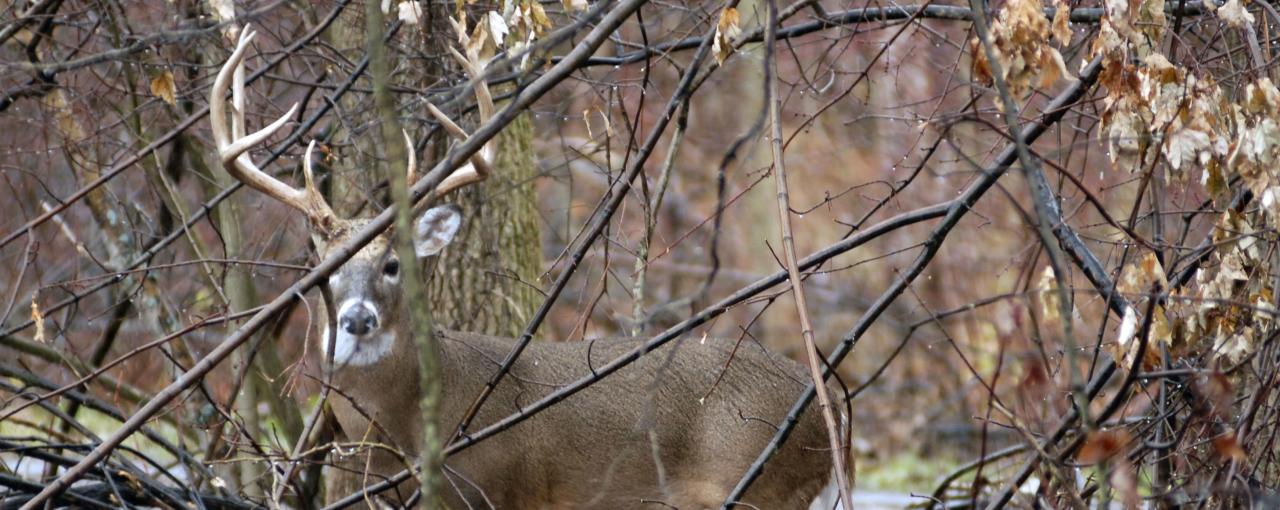 Hunting in New York Find Info, Resources & Guides