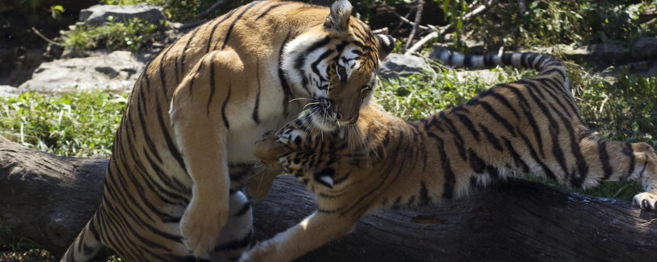 Animals Amp Zoos In New York Aquarium Of Niagara Amp More