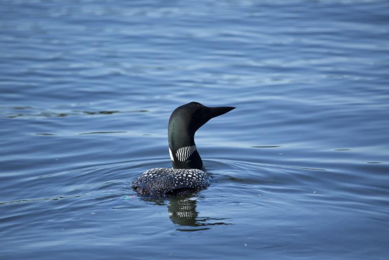 Loon