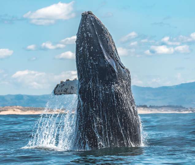 5 Unexpected Things You Might See On A Whale Watching Trip In Monterey