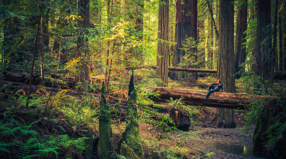 About Coastal Redwoods
