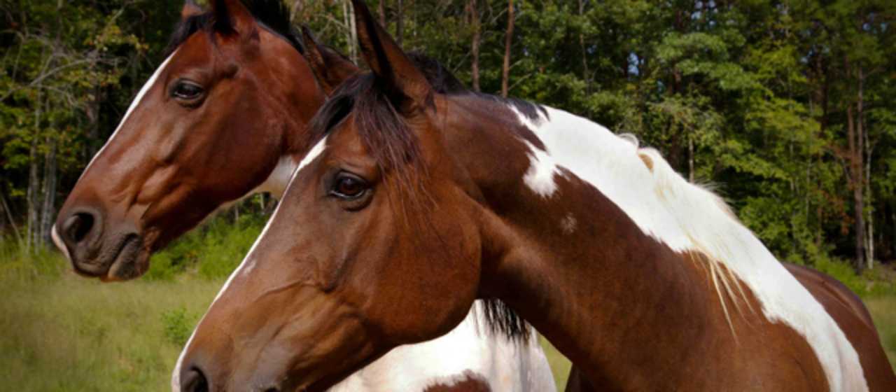 Equestrain}