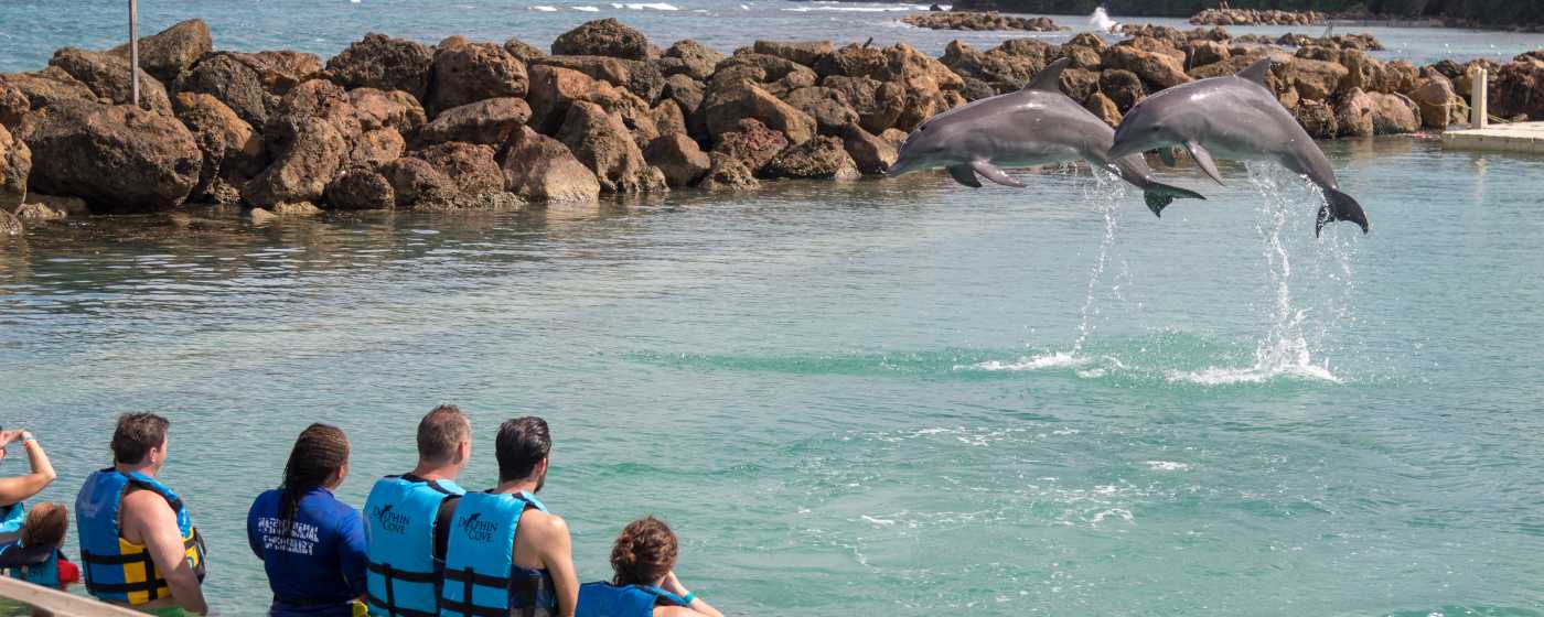 Dolphin Cove