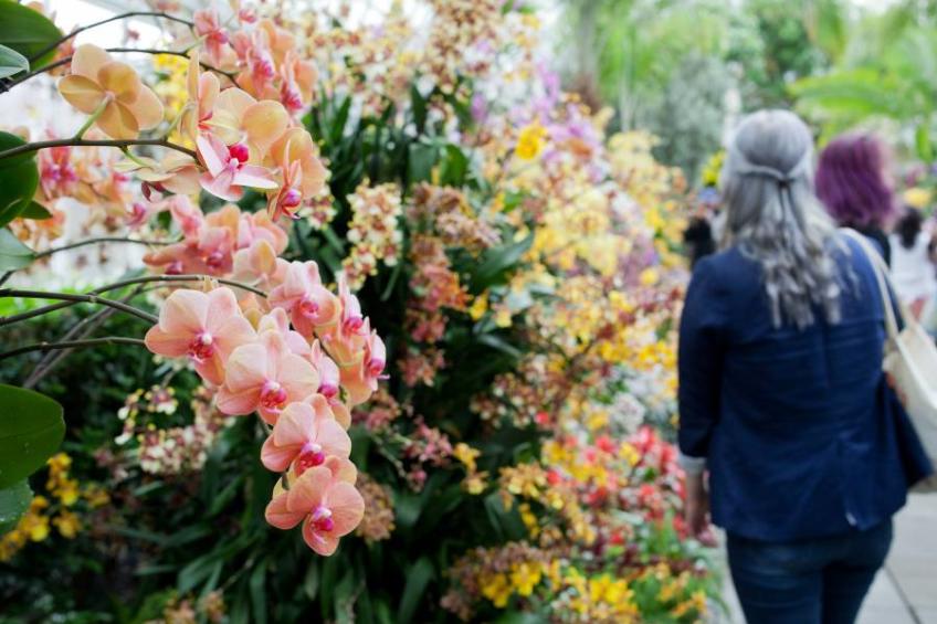 Orchid Show