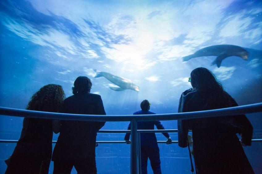 Ocean Odyssey