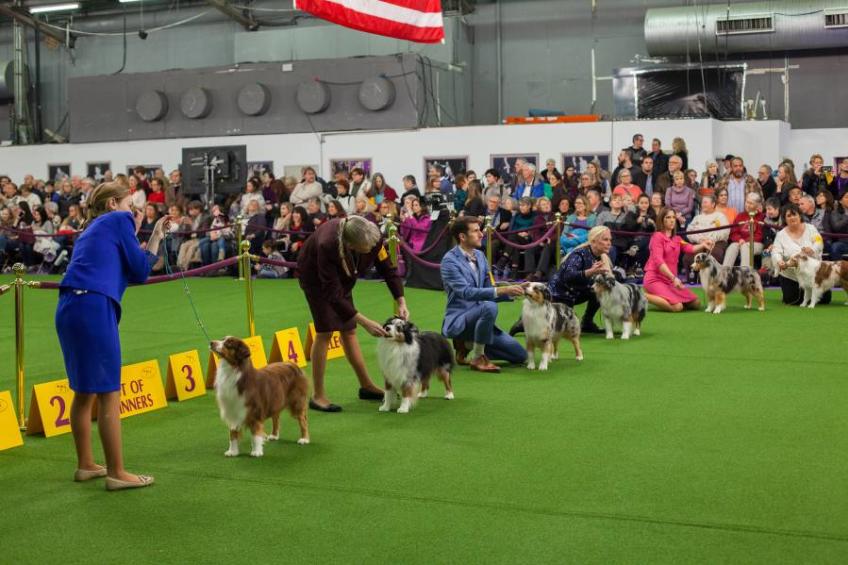 Westminster Dog Show