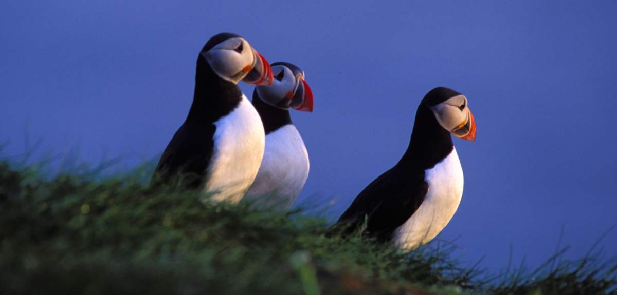 Birdwatching: Three Puffins at The North Cape, Northern Norway