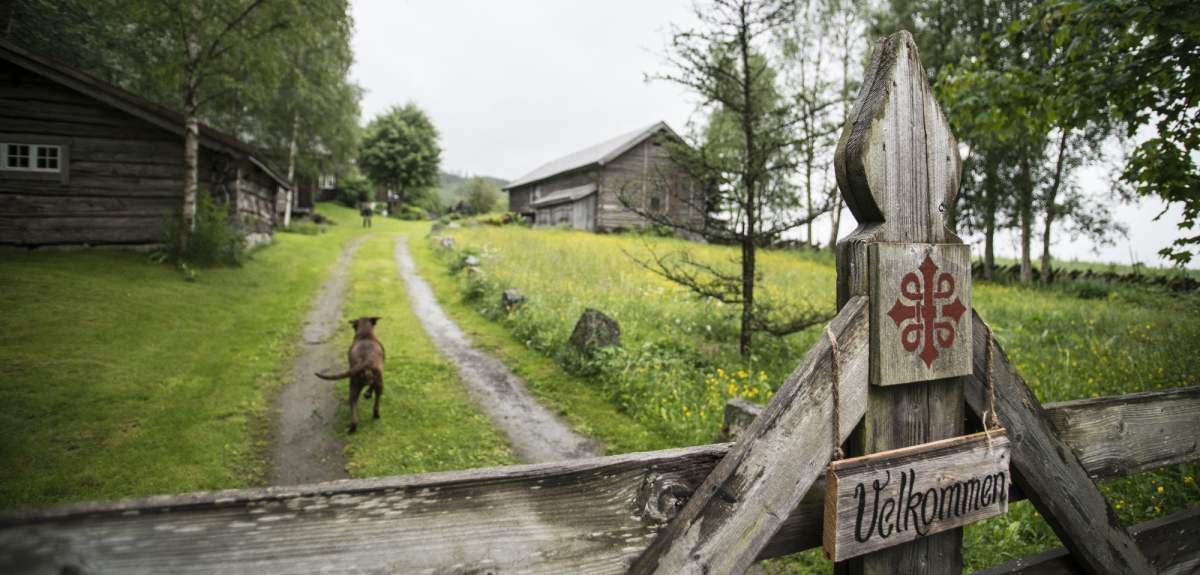 A dog running towards the farm Borkerud on the pilgrimage path to Trondheim, Norway