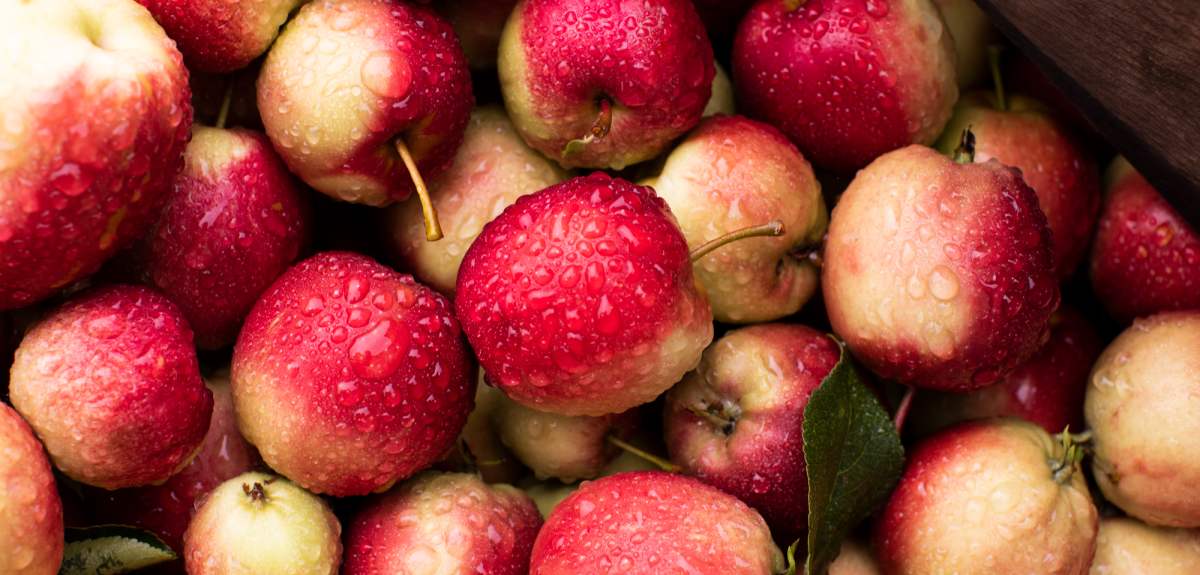 Apples from Syse Gard in Ulvik, the Hardangerfjord region in Fjord Norway